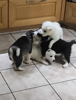 Pomsky welpen - Feilitzsch