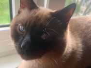 Kit sucht ein Zuhause - Bonn