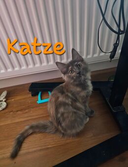 3 lebhafte Maine Coon Kätzchen - Rüsselsheim