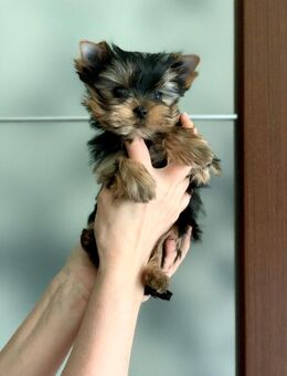 Yorkshire Terrier Welpen für perfekte Häuser. - Duisburg