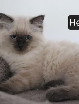 Ragdoll Kitten - Burgdorf (Landkreis Region Hannover)