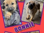 Süße Bonnie- bald auf Pflegestelle ! - Nürnberg