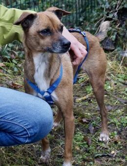 Floki, offen, freundlich, klug - Westerholt