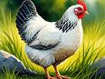 Suche Sussex Bruteier ! in 74936