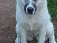 Akita-Husky Weibchen sucht liebevolles Zuhause in 49424