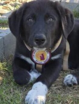 Kuschelmonster Raven sucht Zuhause - München