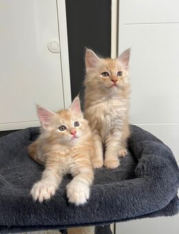 Wunderschöne Maine Coon Kitten - Helsa