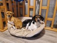 COOKIE&SUNNY - am Anderen orientieren - Overath