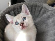 Bengal Kitten Reinrassig Snow Seal LynxBengal - Werther (Westfalen)