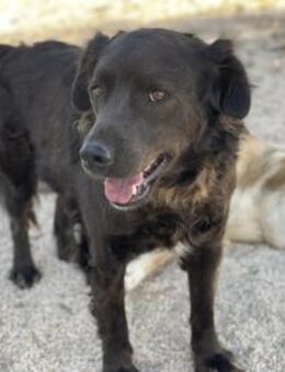 Brontola - Bad Vilbel