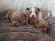 Chihuahua welpen Kurzhaar Apfelkopfform - Hanau (Brüder-Grimm-Stadt) Wolfgang