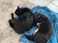 Zwei katzenmädchen in liebevolle Hände abzugeben - Saarbrücken