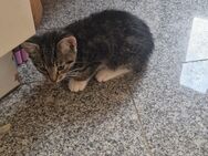 2 Baby Kater - Bremen