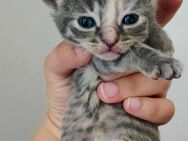 Baby Katzen suchen neues zu Hause ab Ende Oktober - Allensbach