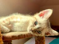 Bengal Devon Rex Kitten - einfach traumhaft! Noch 1 Kitten auf der Suche nach liebevollem Zuhause - Rosengarten (Niedersachsen)