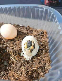 Griechische landschildkröten - Weiterstadt