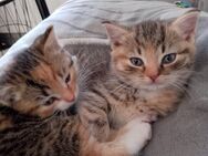 BKH Mix Kitten suchen ein Zuhause - Marl (Nordrhein-Westfalen)