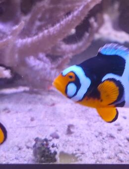 Anemonenfische Percula Picasso Meerwasser Korallen Zubehör Auflösung - Bremen