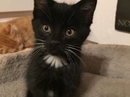 Main Coon Mix Kater Kitten - Hückeswagen (Schloss-Stadt)