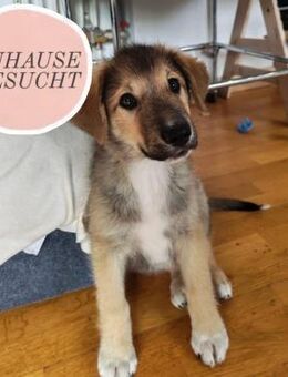 Welpe VUKI sucht Familie❤️ - Saarbrücken