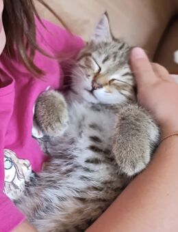 Kitten zu verkaufen - Stettfeld