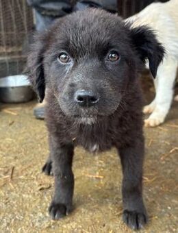 SPEKULATIUS ~ schwarzer flauschiger Bube - Duisburg