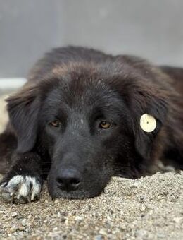 Pina - Tolle Junghündin auf PS in Hessen - Berlin