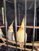 Nymphensittich Pärchen in 13409