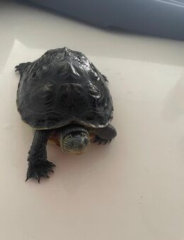 Land Wasserschildkröte zu verkaufen - Laatzen Zentrum
