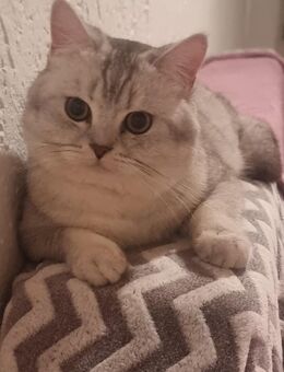 BKH Deckkater Silver - Weitnau