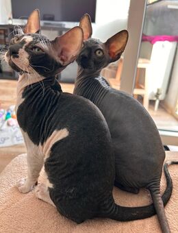 Canadian Sphynx Kater - Frankfurt (Main)