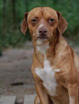 Ed- sozial, lebensfroh, noch etwas vorsi - Haan