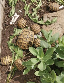 Griechische Landschildkröten (Thb) 2024 – Naturbrut - Gevelsberg Zentrum
