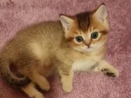 Wunderschöne reinrassige BKH Kitten abgabebereit - Weitnau