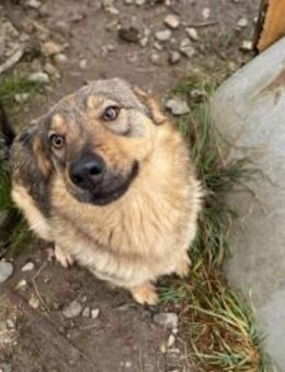 Schüchterne Runa sucht sicheres Zuhause - München