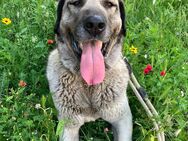 Kangal Hündin Raya braucht Familie/Herde zum Beschützen - Ludwigshafen (Rhein)