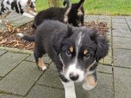 Australian Shepherd Welpen abzugeben - Drentwede