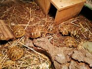 Griechische Landschildkröten NZ 2023 - Testudo hermanni boettgeri - Finning