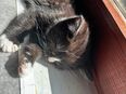 BKH kitten in 51570