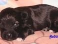 Kirsei-Kra Tibet Terrier Welpen ( VDH / ILT ) in 57584