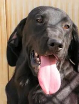 MARADONA hofft auf eine Familie - Regensburg