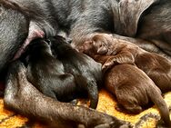 Labrador Retriever Welpen Schoko und schwarz reinrassig - Grabenstätt