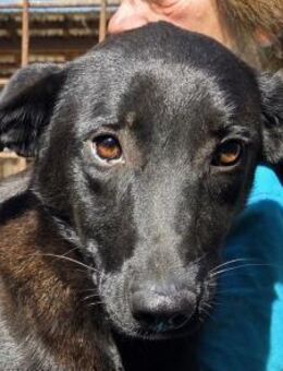 LANA-zarte, wunderschöne Hündin, 52 cm - Rösrath