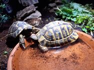 Griechische Landschildkröten - Alesheim