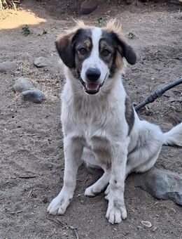 Zuhause/Pflegestelle gesucht für Koda - Miesbach