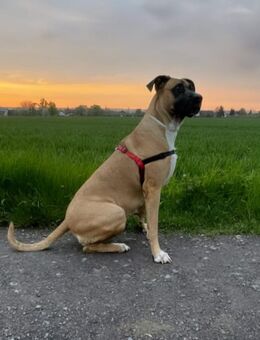 Luna , 8 Jahre - Werl