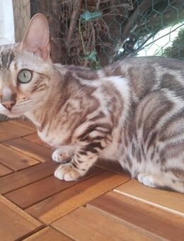 Zuchtkatze Bengal Snow Mink - Waldshut-Tiengen