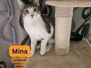 MINA, w., kastr., EHK, geb. 2023 - Sipplingen