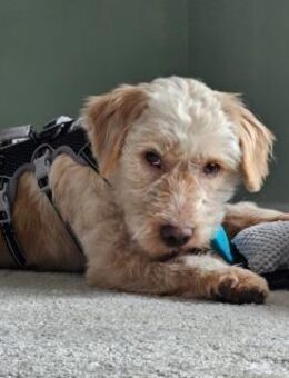 Paul sucht sein Zuhause - Ovelgönne