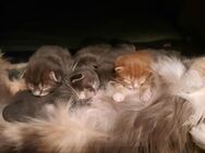 Norwegische Waldkatzen Kitten - Lehmkuhlen